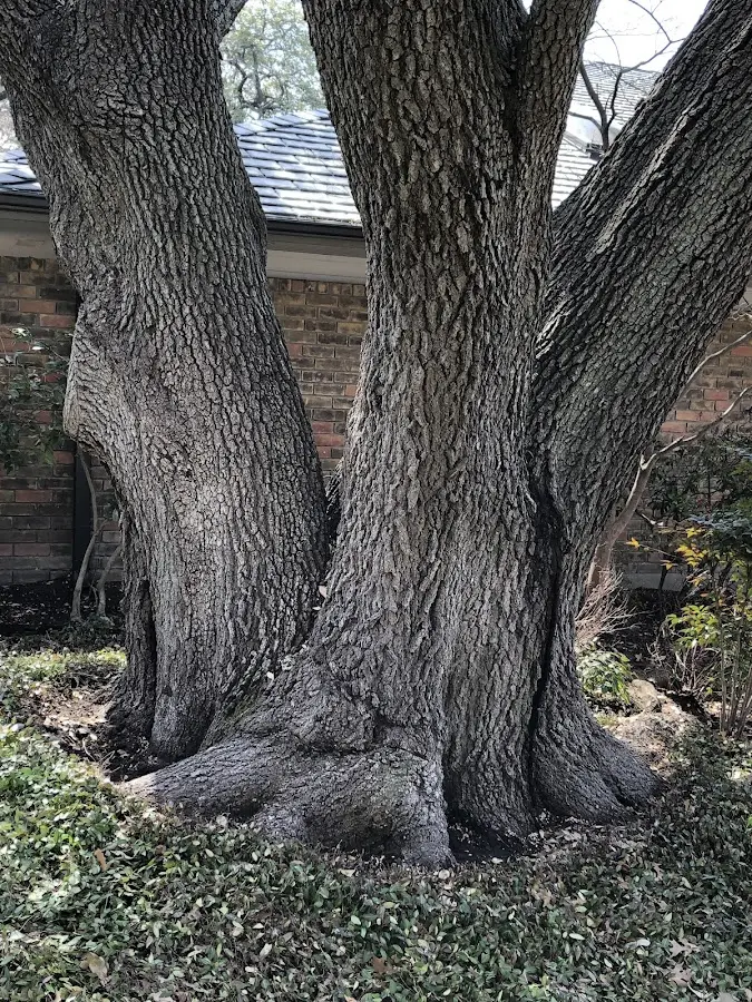 Mature heritage tree close to a Woodstock property cared for by certified arborists
